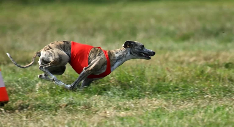 Lorien de la Côte des Lutins