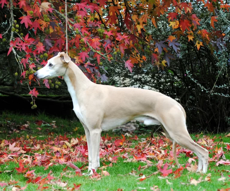 Whippet Catskills Hollywood Hills