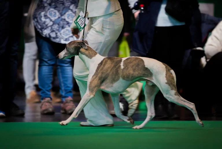 Whippet Grégoire de la Romance des Damoiseaux