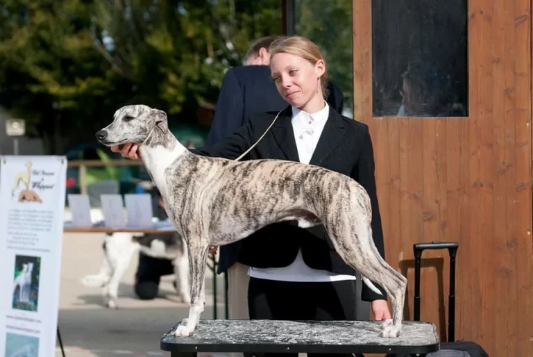 Love-Falkor d'une Histoire sans Fin