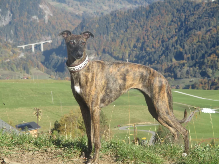 Maileen Quinn Of The Moon
