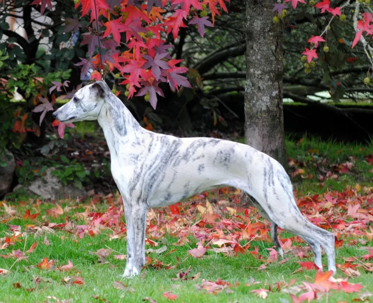 Whippet Maria Melina des Carmauries