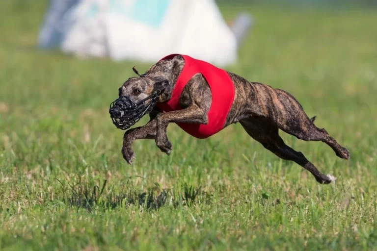 Naiki-Lee of the Moon