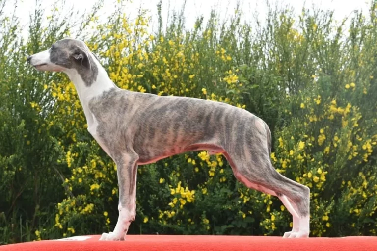 O Connor d'une Histoire sans Fin