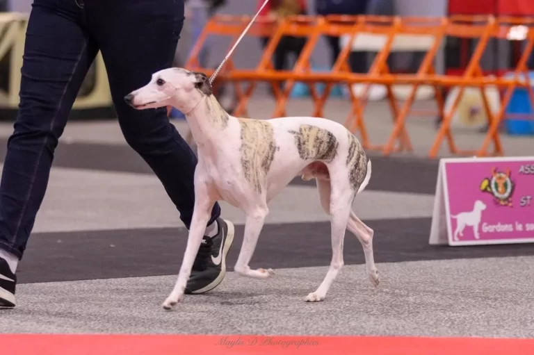 Whippet Oeil Detigre d'Une Histoire Sans Fin