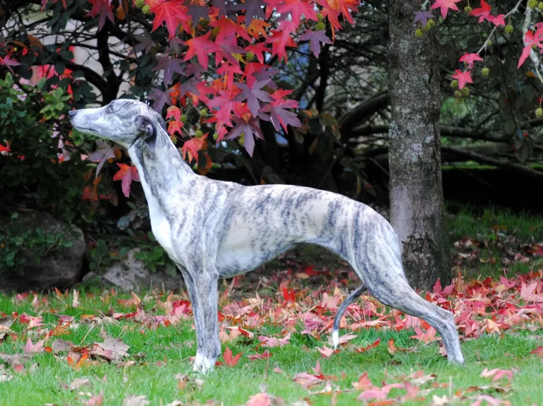 Whippet O Katarinetta Bella des Carmauries