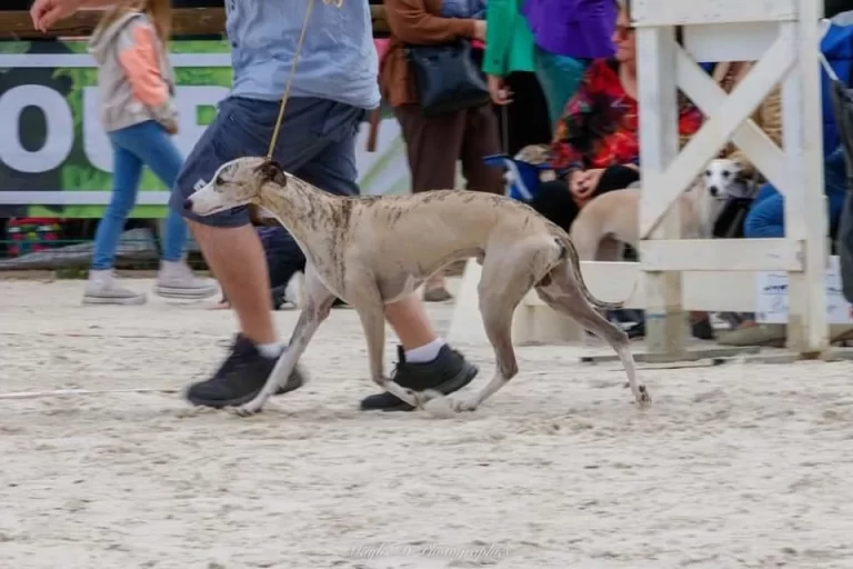 Whippet Olympic Dam City des Plaines des Bruyeres