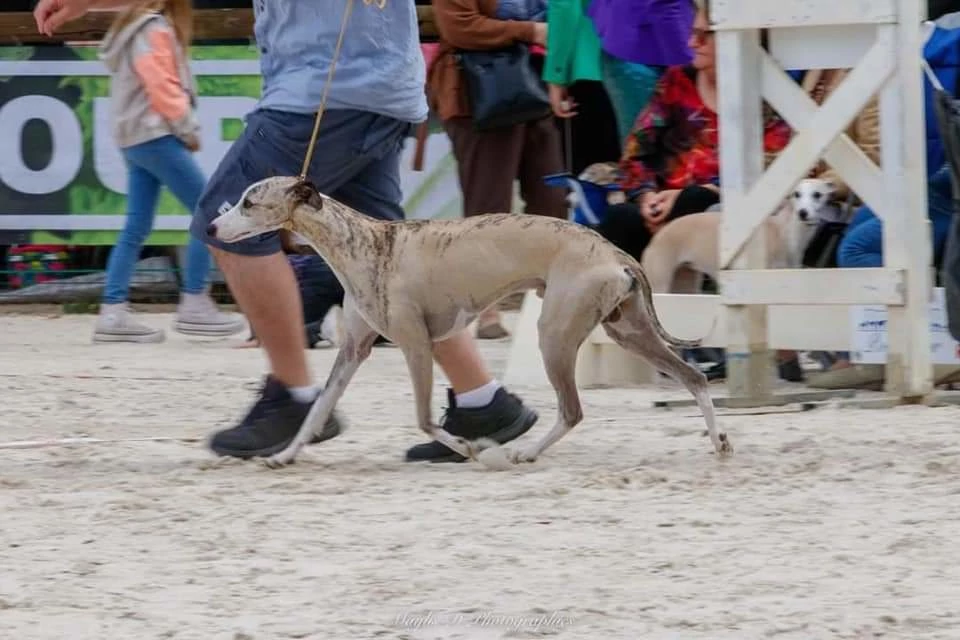 Whippet Olympic Dam City des Plaines des Bruyeres
