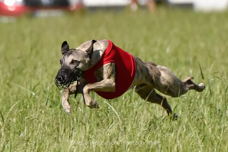 Whippet Olympic Star Orson