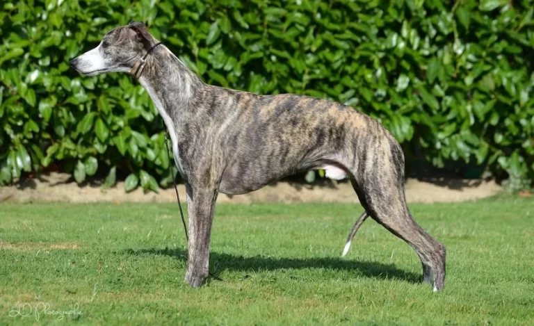 Whippet Flint Finders des Carmauries