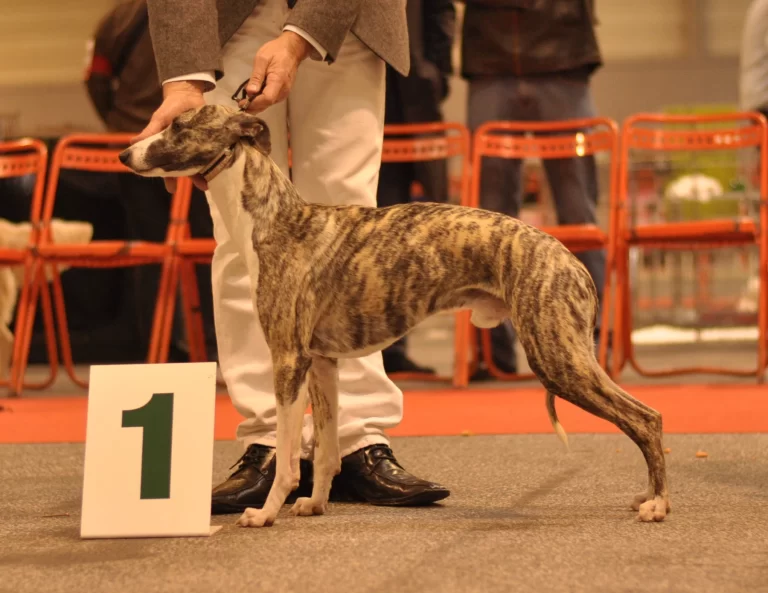 Whippet Gamblin Game des Carmauries