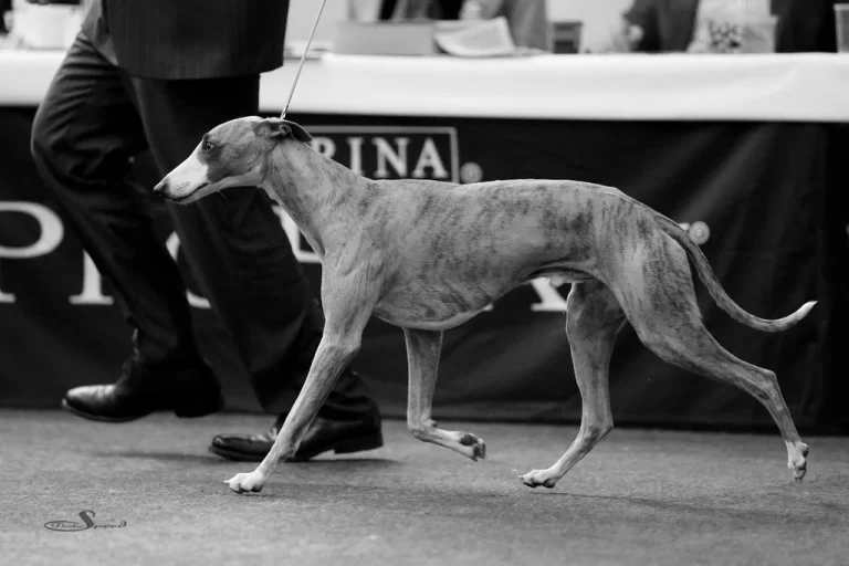 Whippet Igor de la Romance des Damoiseaux