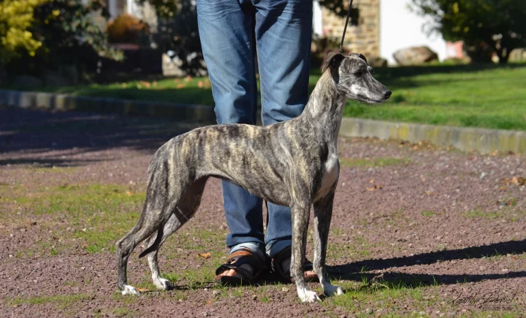 Whippet Jartrud Jorne des Carmauries