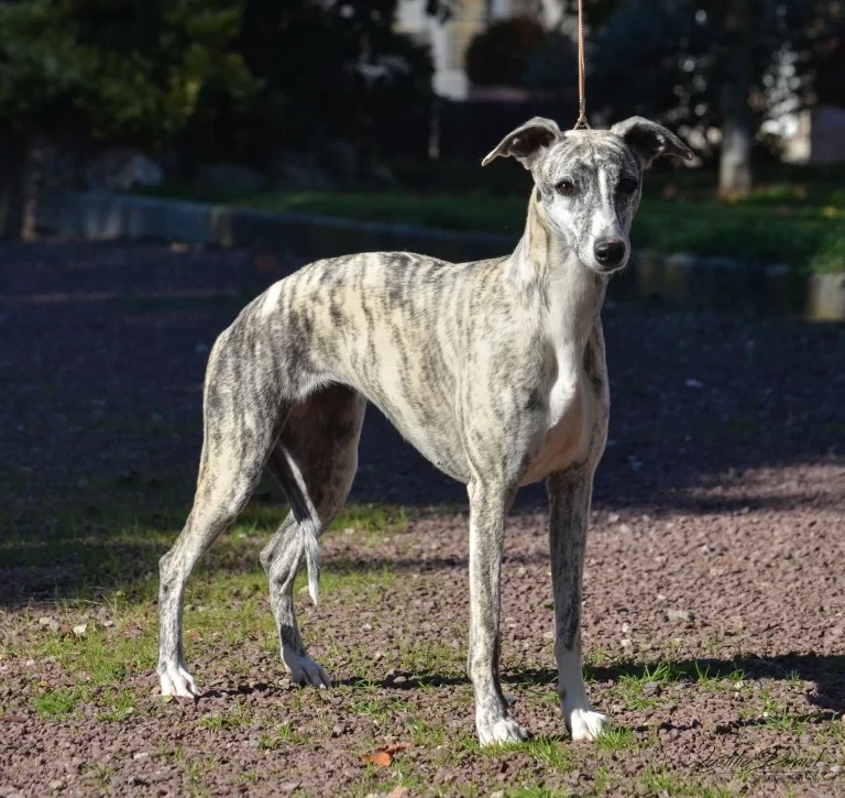 Whippet Jerken Jense des Carmauries