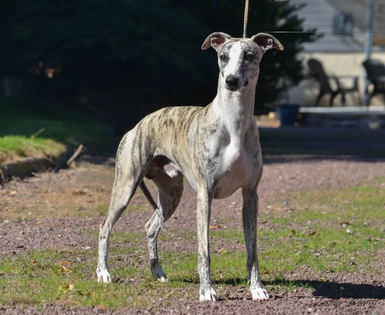 Whippet Julian Jarne des Carmauries
