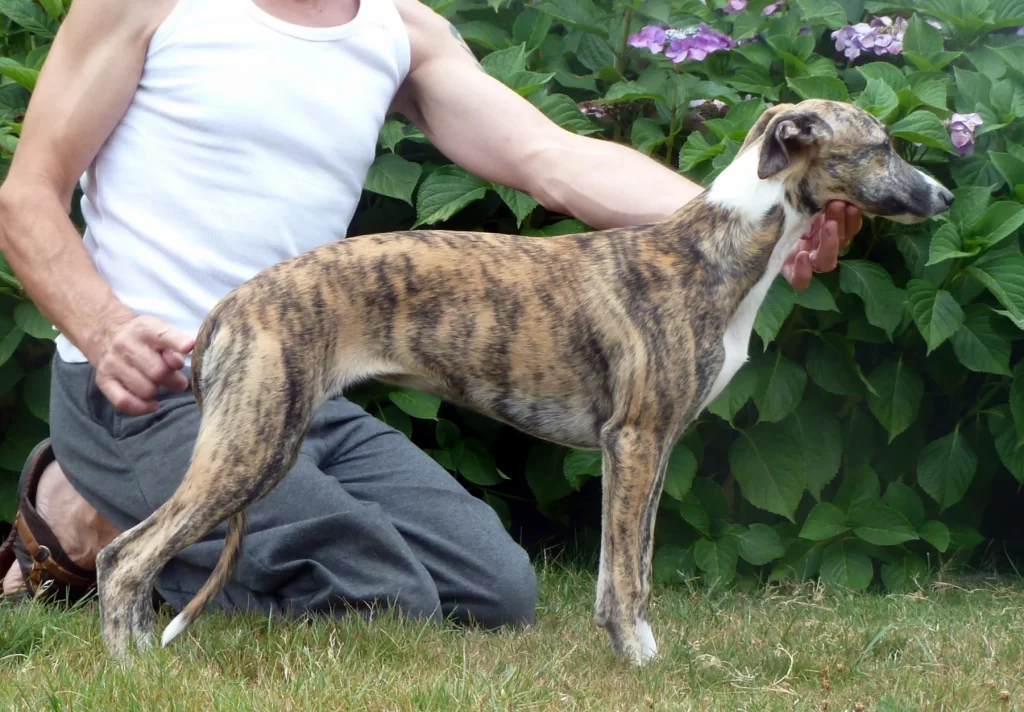 Whippet Lady Lottie des Carmauries