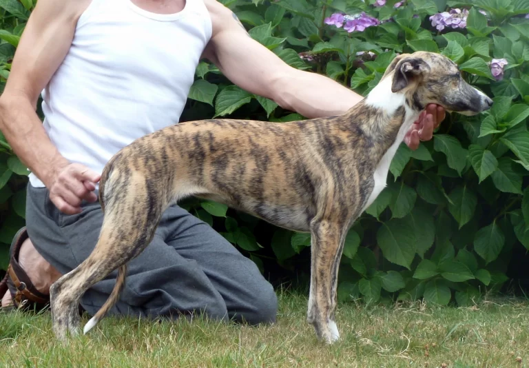 Whippet Lady Lottie des Carmauries