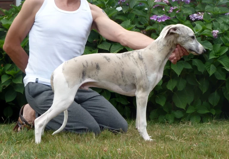 Whippet Lord Lacan des Carmauries