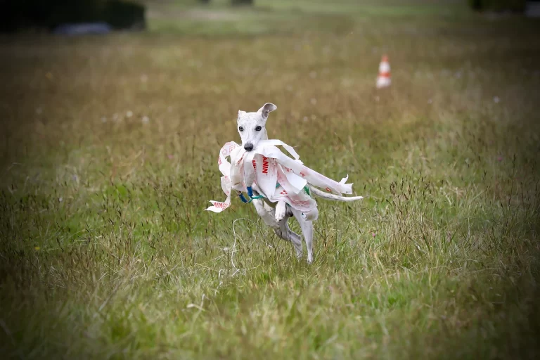 Whippet Phenix d'Une Histoire Sans Fin