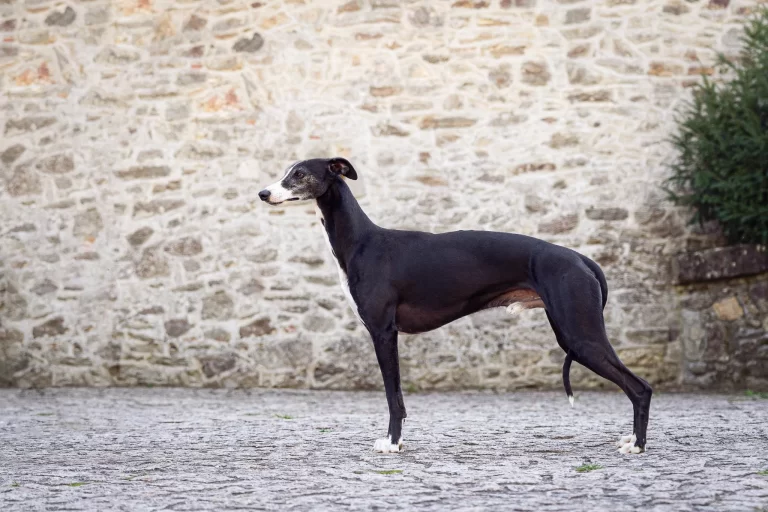 Whippet Popeye d'Une Histoire Sans Fin