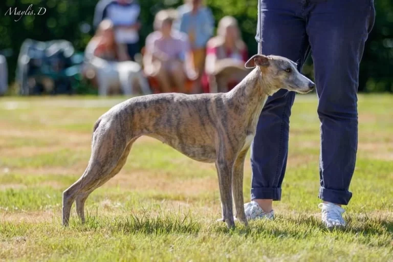 Whippet Reve Rosalie d'Une Histoire Sans Fin