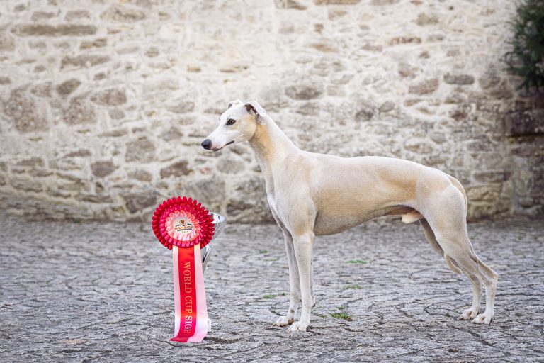 Whippet Royal Rainbow R'ytage Of Cyly Of Course
