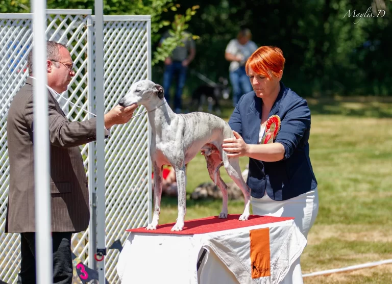 Whippet N'Dy Double Top od Cyly of Course