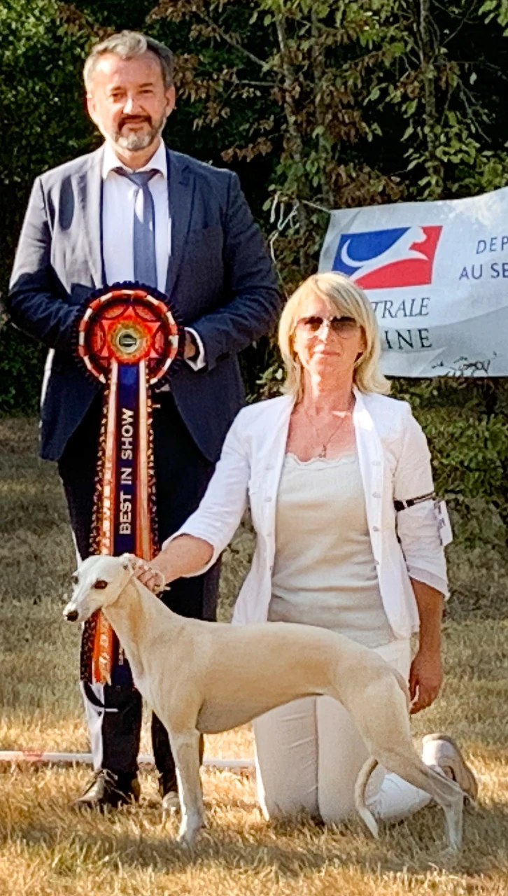 Whippet Ozalee des Rêves de Lilou