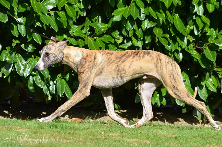 Whippet Hidalgo du Manoir de la Grenouillère