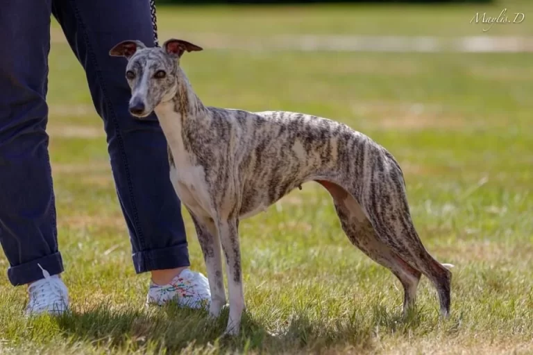 Whippet Parfaite-Paloma d'Une Histoire Sans Fin