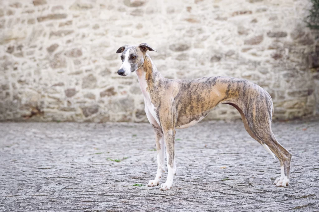 Whippet Reflet Detoile d'Une Histoire Sans Fin