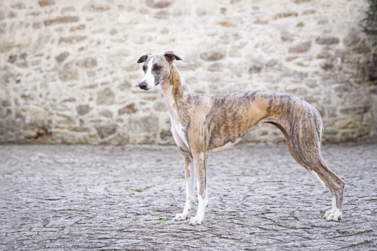 Whippet Reflet Detoile d'Une Histoire Sans Fin