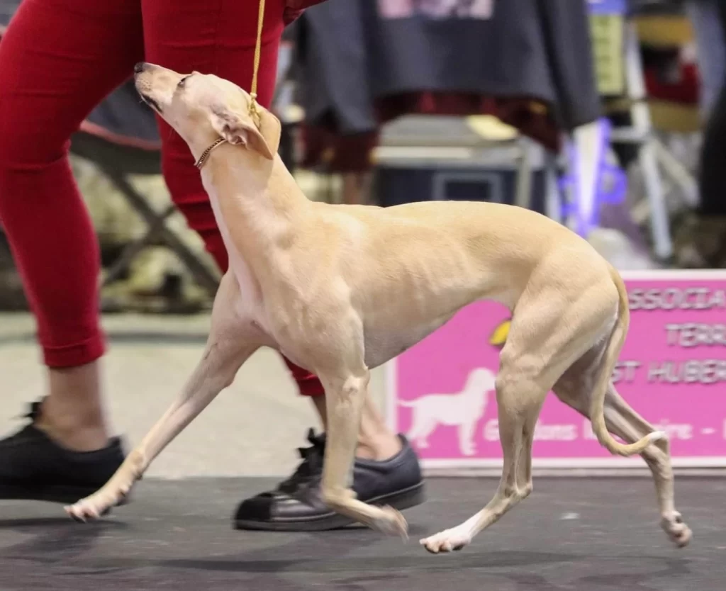 Whippet Séthie du Chêne des Morinières