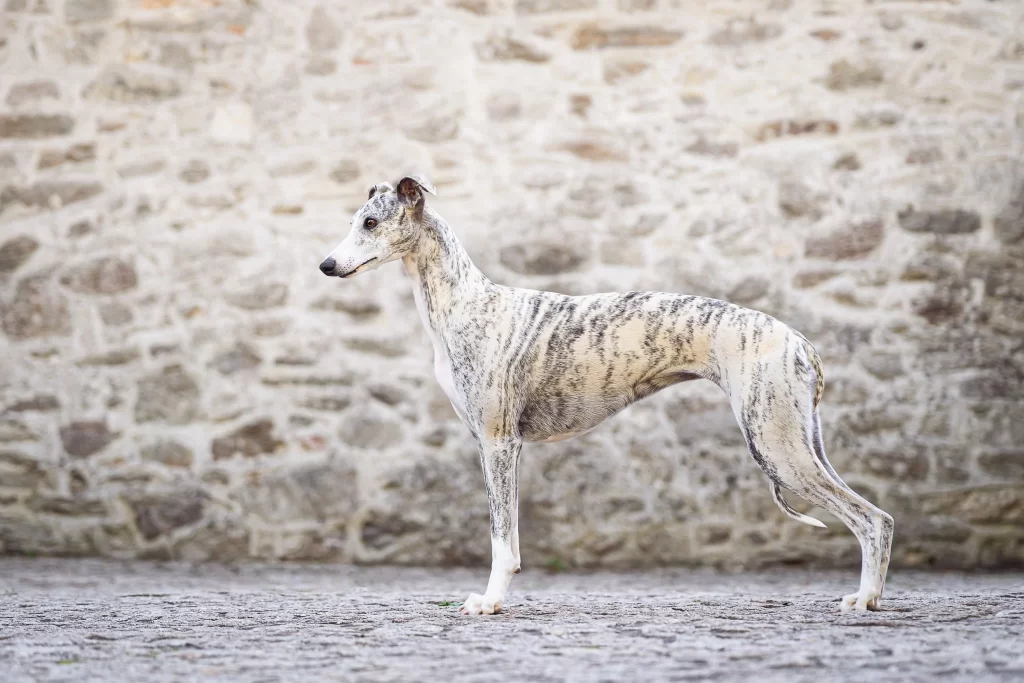 Whippet Somebody Remarkable d'Une Histoire Sans Fin