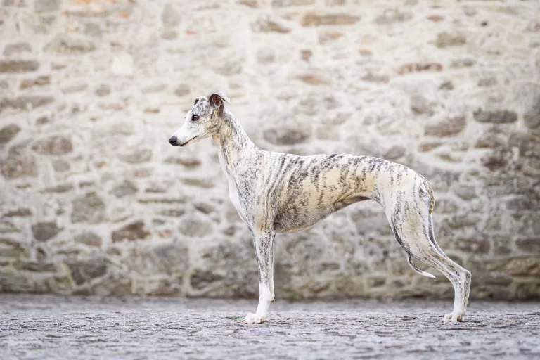 Whippet Somebody Remarkable d'Une Histoire Sans Fin