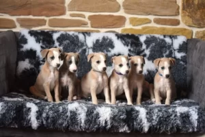 Élevage du Domaine de Mistradenn