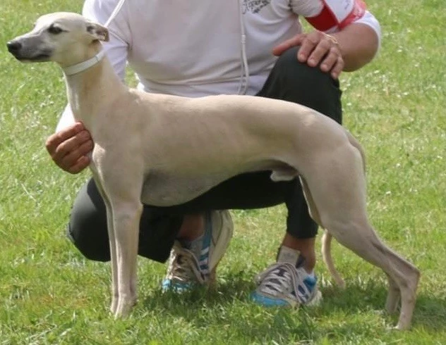 Dalmats de la Pierre Sacrée