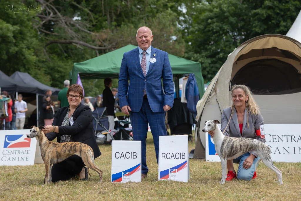 1er EXC CACS CACIB BOB ULTIME GENERATION DES PLAINES DES BRUYERES à Mme CLAVEQUIN LAETITIA1er EXC RCACIB RESPECT ARETHA OF VICTORIA’S GAMBLE à Mme MONCADA RIESCO NURIA